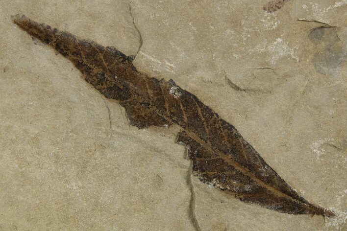 Fossil Leaf (Cedrelospermum) - Green River Formation, Utah #334312